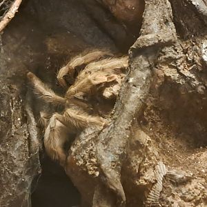 Panama Blonde Tarantula