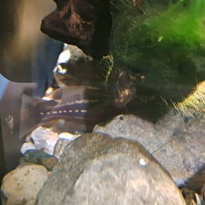 Three-lines Bagrid Fish