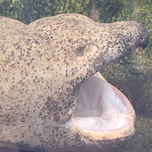 Chinese Giant Salamander Yawning