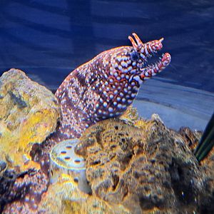 Dragon Moray Eel