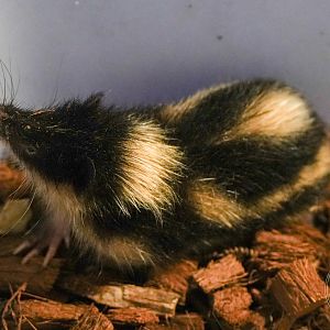 Highland Streaked Tenrec (Hemicentetes nigriceps)