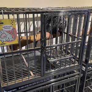 Brazilian porcupine (Coendou prehensilis)