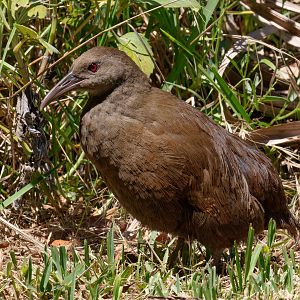 Lord Howe Island Woodhen