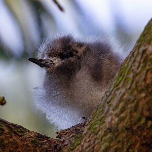 Blue-billed (White) Tern chick