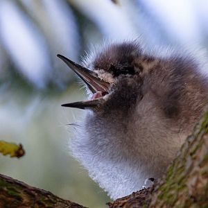 Blue-billed (White) Tern chick