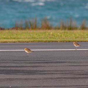 Pacific Golden Plovers