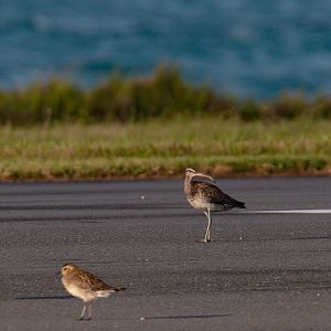 Whimbrel