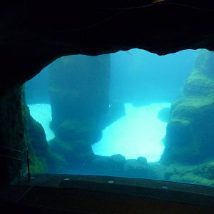 Steller's Sea Lion Exhibit