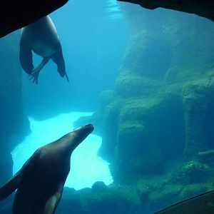 Steller's Sea Lion Exhibit
