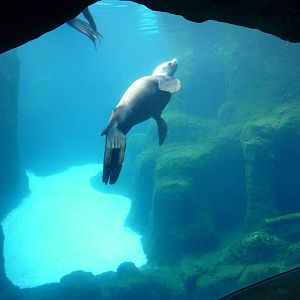 Steller's Sea Lion Exhibit