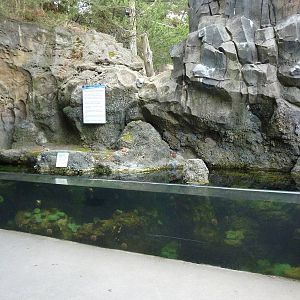 Tide Pool Exhibit