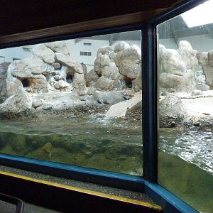 Humboldt Penguin Exhibit