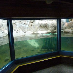 Humboldt Penguin Exhibit