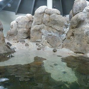 Humboldt Penguin Exhibit