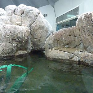 Humboldt Penguin Exhibit