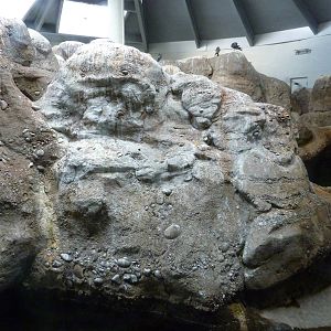 Humboldt Penguin Exhibit