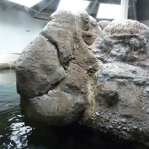 Humboldt Penguin Exhibit