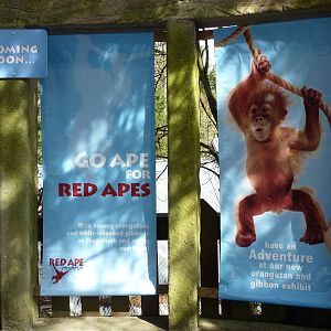 Red Ape Reserve - Opening in 2010