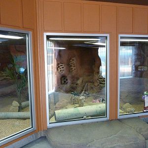 Meerkat Exhibit