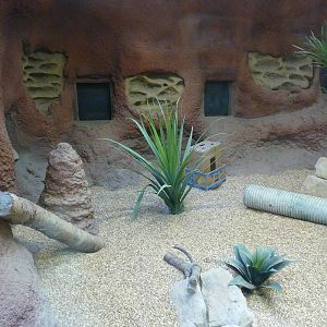 Meerkat Exhibit