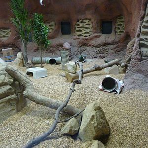 Meerkat Exhibit