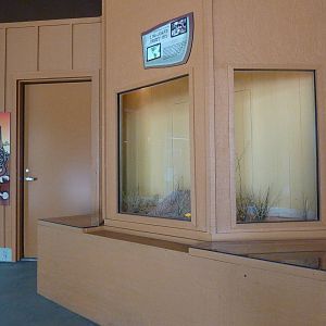 Long-Legged Desert Ant Exhibit