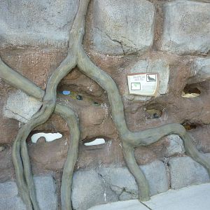 Damaraland Mole Rat Exhibit