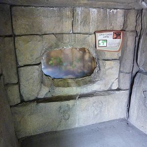 Emperor Scorpion Exhibit