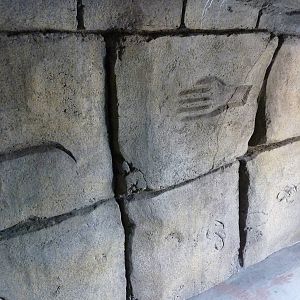 Emperor Scorpion Exhibit - Cave Art