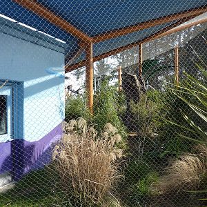 Ringtail + Black Lemur Exhibit