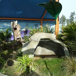 Ringtail + Black Lemur Exhibit