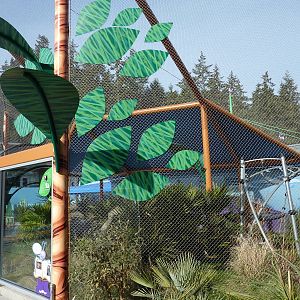 Ringtail + Black Lemur Exhibit