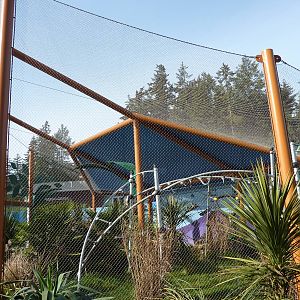 Ringtail + Black Lemur Exhibit