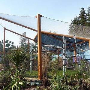 Ringtail + Black Lemur Exhibit