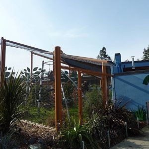 Ringtail + Black Lemur Exhibit