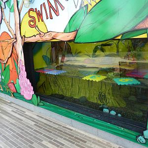 Ocellated Stingray + Milky Tree Frog Exhibit