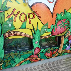 Pygmy Owl/Poison Dart Frog/Corn Snake Exhibits