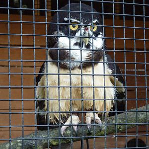 Spectacled Owl