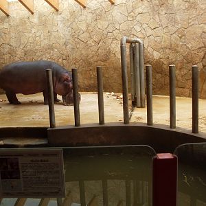 Hippo house
