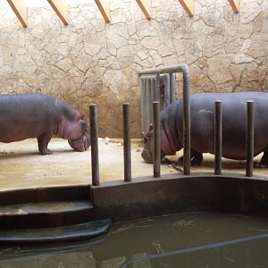 Hippo house
