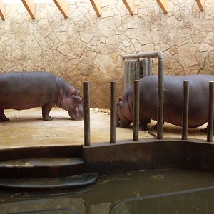 Hippo house