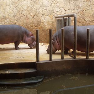 Hippo house