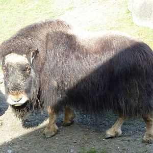 Muskox