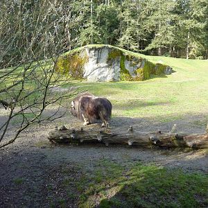 Muskox Exhibit