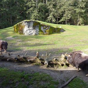 Muskox Exhibit