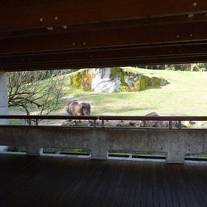 Muskox Exhibit - Viewing Shelter