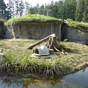 Arctic Fox Exhibit