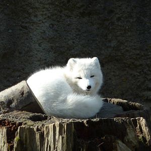 Arctic Fox