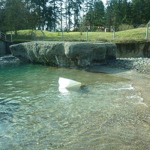 Polar Bear Exhibit
