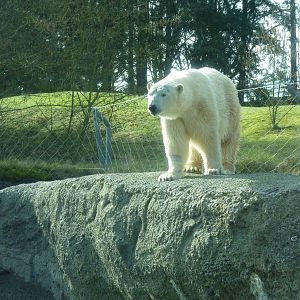Polar Bear